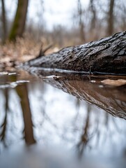 Aufkleber - Reflections on Still Water at Forest Edge with a Fallen Tree Log : Generative AI