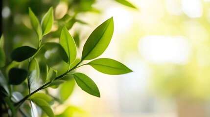 Aufkleber - Lush green leaves illuminated by soft natural light creating a serene and tranquil atmosphere indoors : Generative AI