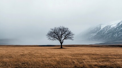 Poster - Lonely tree standing in a vast field under grey skies surrounded by misty mountains : Generative AI