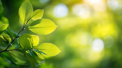 Poster - Fresh Green Leaves Glowing in Sunlight with a Soft Natural Background : Generative AI