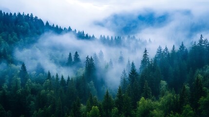 Poster - Mysterious foggy forest with tall trees and lush greenery shrouded in mist : Generative AI