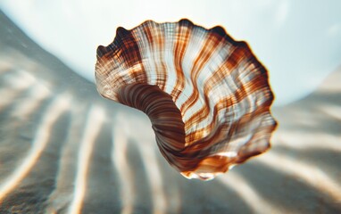 Poster - Close-up of a spiraling seashell with brown and white stripes, underwater with sunlit sand visible in the background. The shell appears translucent and floats slightly above the sandy bottom