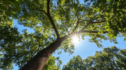 Poster - Majestic sun rays shining through lush green leaves of a towering tree in a serene forest : Generative AI