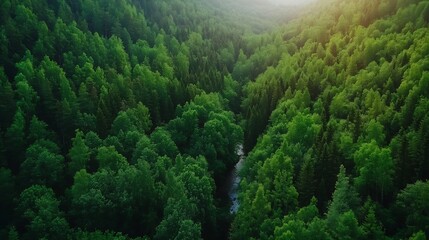 Poster - Aerial view of a dense green forest landscape with a winding river enhancing nature's tranquility : Generative AI