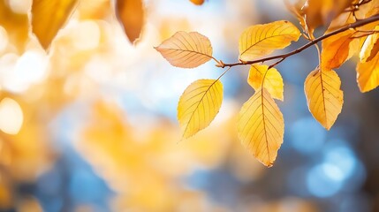Aufkleber - Closeup view of vibrant golden autumn leaves against a blurred background capturing the beauty of fall season : Generative AI