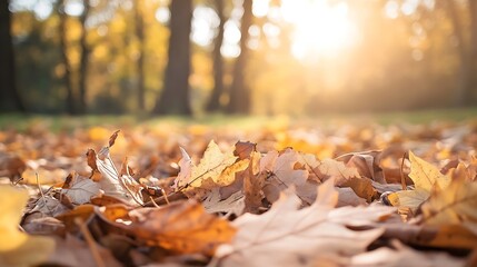 Poster - Autumn leaves scattered on the ground illuminated by warm sunlight in a forest setting : Generative AI