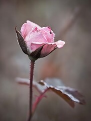 Aufkleber - Delicate Pink Rose Covered in Frost on a Beautiful Winter Morning : Generative AI
