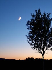 Poster - Serene night sky with a crescent moon and a solitary tree creating a peaceful ambiance : Generative AI
