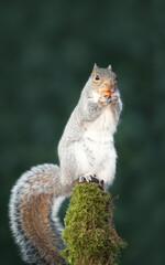 Wall Mural - Grey squirrel eating nut on a mossy tree branch