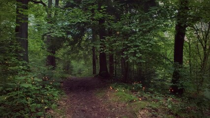 Wall Mural - mysterious woodland landscape with supernatural fairy firefly lights flying over empty trail among o