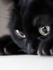 Poster - Closeup of a black cat's face capturing its fierce gaze and striking details in soft lighting : Generative AI