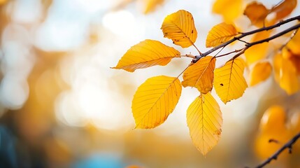 Poster - Close up of vibrant golden autumn leaves glimmering in sunlight showcasing nature's beauty : Generative AI