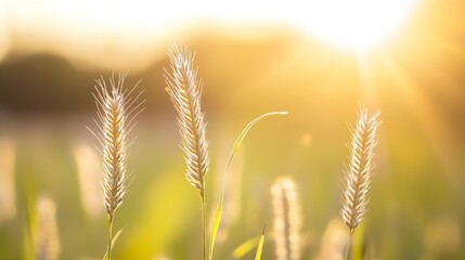 Leinwandbilder - golden sunlight illuminating grass blades in a field creating a warm and serene atmosphere : generat