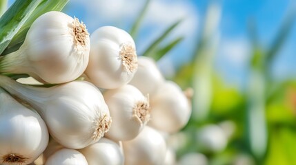 Aufkleber - Freshly harvested garlic bulbs with vibrant green stems against a beautiful garden background : Generative AI