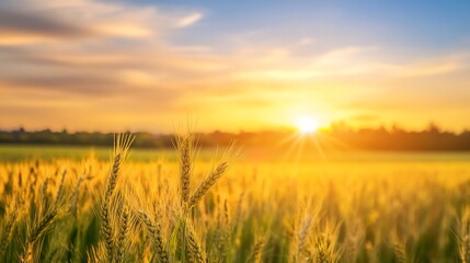 Wall Mural - Golden Wheat Field at Sunrise with Bright Sunlight Illuminating the Landscape : Generative AI