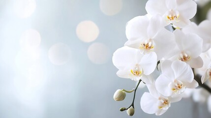 Poster - Elegant white orchids in bloom with soft focus background highlighting their delicate beauty : Generative AI