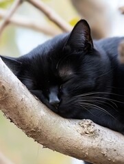 Poster - Serene moment of a black cat peacefully sleeping on a tree branch surrounded by vibrant nature : Generative AI