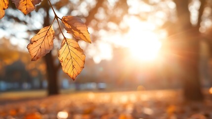 Poster - Golden autumn leaves glowing in warm sunlight with soft bokeh in a tranquil park setting : Generative AI