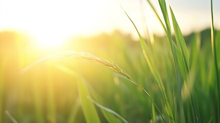 Poster - Close up shot of green grass illuminated by warm sunlight portraying the beauty of nature : Generative AI