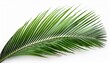 © Aaron - palm leave isolate on white background
