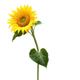 sunflower isolated on transparent background
