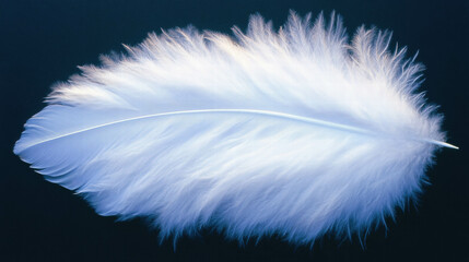 Poster - Close-up of soft down feathers with fine barbs in high detail for texture or design