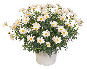 Wall Mural - anthemis argyranthemum frutescens en pot