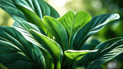 Poster - Close-up of a green leaf plant in sunlight
