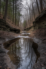 Wall Mural - A tranquil stream reflects the bare trees lining a secluded, rocky ravine, creating a serene and picturesque natural scene.