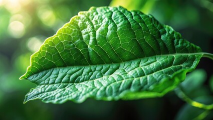 Poster - Close-up macro view of fresh green leaf texture as an abstract nature background, showcasing natural line patterns, with an emphasis on sustainability and ecological concept.