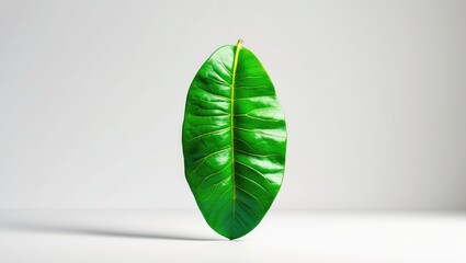 Fototapete - Green mango leaf separated on white background