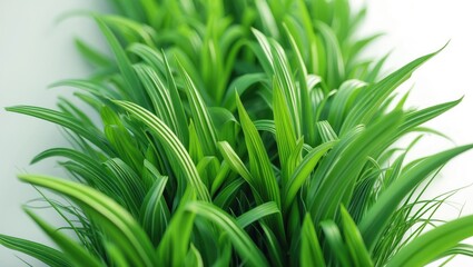 Poster - green ribbed plantain, plant, beautiful floral background, 3D visualization