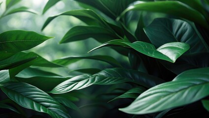 Poster - Nature of dark green leaves. Natural green leaf plants used as a background cover for environmental ecology or greenery wallpaper.