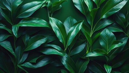 Poster - Nature of dark green leaf in garden. Natural green leaves plants as background cover for environment ecology or greenery wallpaper.