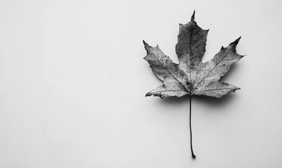 Wall Mural - maple leaf autumn isolated on white background