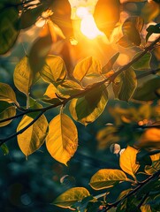 Wall Mural - sunlight filtering through lush foliage, creating golden highlights