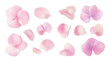 © kageyama - various pink flower petals arranged in a visually appealing layout showcasing their delicate shapes and textures ideal for design decoration or botanical themes