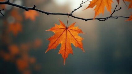 Poster - Dry maple leaf suspended from a tree on a cloudy day. Dry brown maple leaf dangling from a branch swayed by gusts of wind.