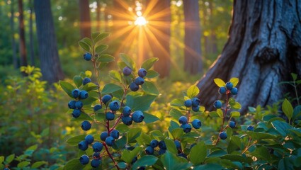 Poster - Blueberry leaves brightened by the sun at sunset. Blueberry bush in the woods, sunlight streaming through the trees. Warm backdrop. Stunning landscape.