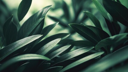 Aufkleber - Dark green leaf texture, Natural green leaves used as nature background wallpaper.