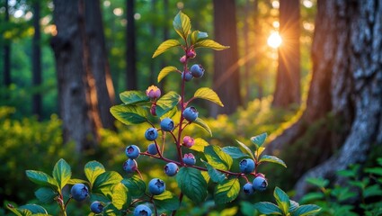 Poster - Blueberry leaves bathed in sunlight at sunset. Blueberry bush located in the forest, sunlight filtering through the trees. Warm backdrop. Gorgeous landscape.