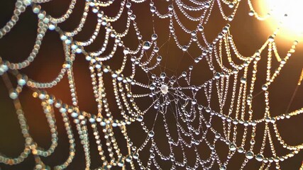 Dewcovered spider web shimmers in morning sunlight creating a mesmerizing pattern