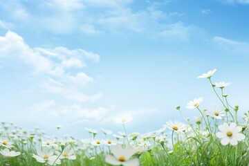 white and green flower field border sky backgrounds outdoors.