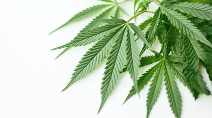 Poster - A single leaf placed on a crisp white background emphasizing its shape and natural texture