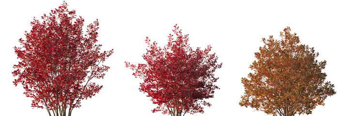aronia arbutifolia autumn bush shrub isolated png on a transparent background premium cutout (chokeb