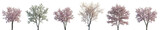 Cherry trees sakura blossoming isolated png on a transparent background premium cutout (Prunus cerasus, Prunus avium, Prunus serrulata, Cornus florida)