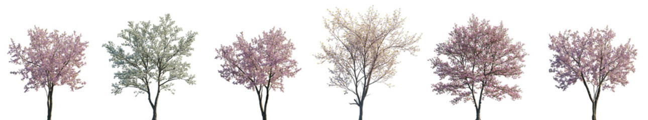 Wall Mural - cherry trees sakura blossoming isolated png on a transparent background premium cutout (prunus ceras