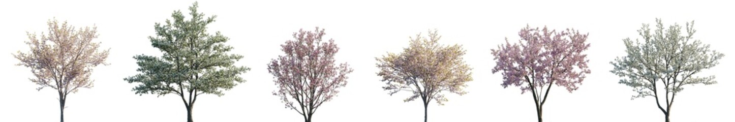 Fototapete - Cherry trees sakura blossoming isolated png on a transparent background premium cutout (Prunus cerasus, Prunus avium, Prunus serrulata, Cornus florida)