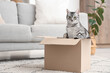 © Pixel-Shot - Grey striped cat in cardboard box at home