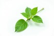 © ຈໍາປາ ຈໍາປາ - Isolated single green plant stem on white background, simple, isolated